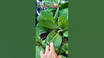 Tới Nơi Kiểm Tra Nước Giếng Xử Lý Thuốc & Thả Ốc Bươu Giống Cho Khách Ở Gò Dầu Tây Ninh