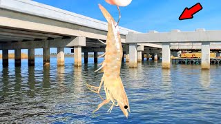 Tossed Shrimp Under a DESTROYED Bridge and Caught Dinner! (Catch, Clean, & Cook)