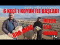 6 KEÇİ 1 KOYUNDAN 800 BAŞA | KANGAL IRKI 1,58 İKİZLİK | KAYSERİ