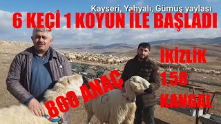 6 KEÇİ 1 KOYUNDAN 800 BAŞA | KANGAL IRKI 1,58 İKİZLİK | KAYSERİ