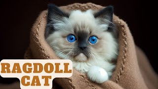 Ragdoll Cats. Soft Lighting and Fluffy Ragdoll cats