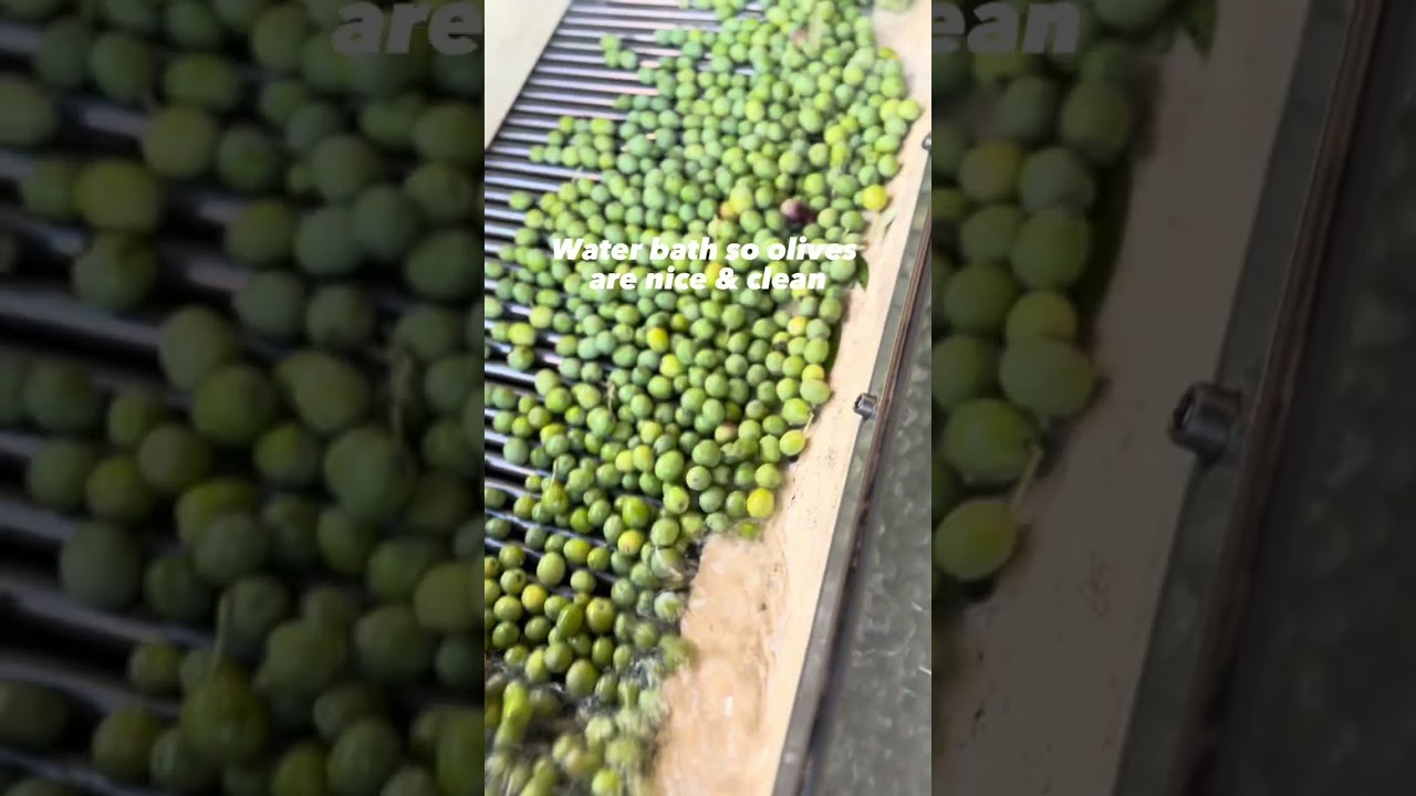 Mill our Arbequina olives with us!