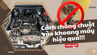 Cách chống chuột vào khoang máy hiệu quả