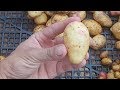 Выращивание картофеля из семян / Урожай картофеля из семян / Результат первого года
