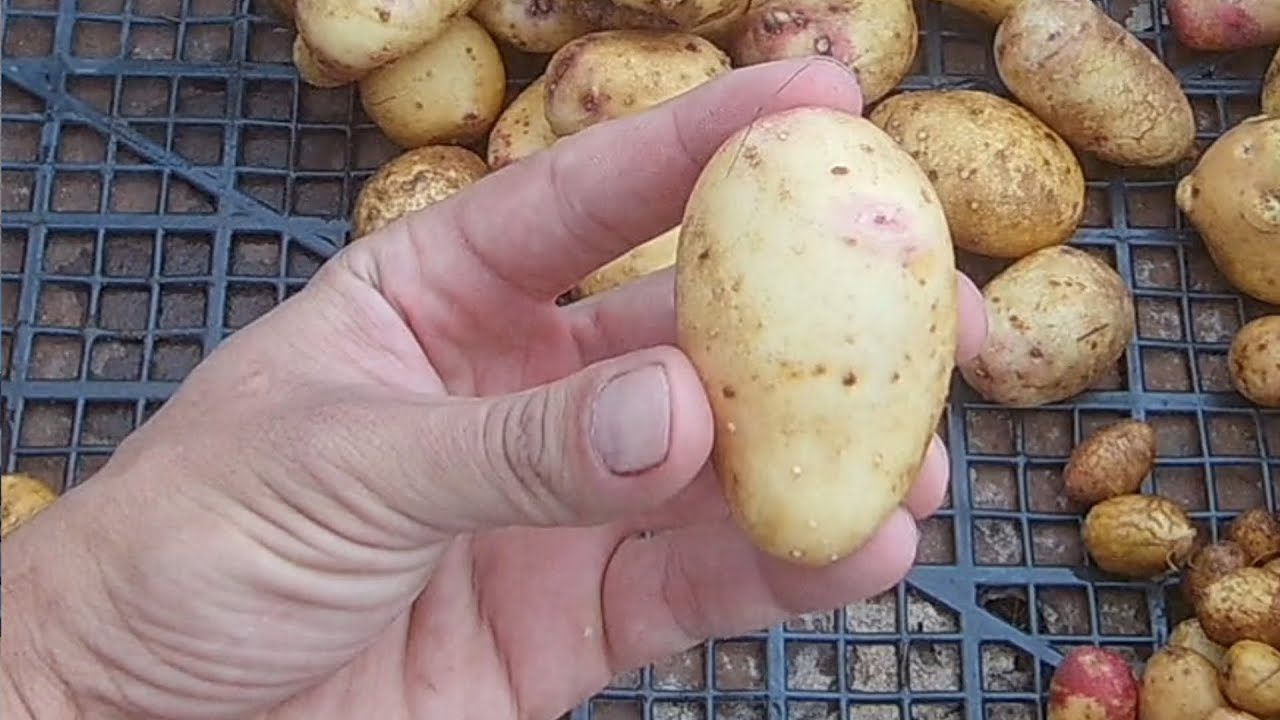 Выращивание картофеля из семян / Урожай картофеля из семян / Результат  первого года - YouTube