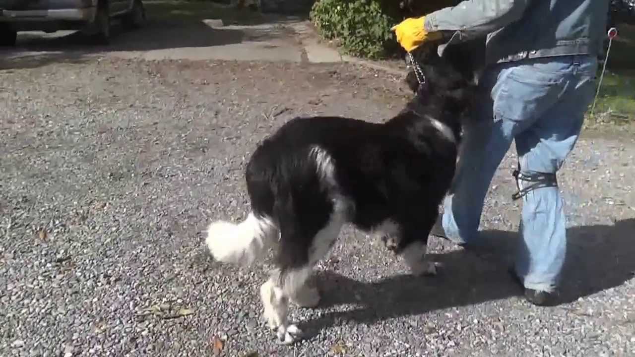 dog with hip dysplasia walking