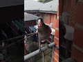 Baby singing Amazon