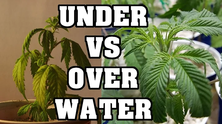 Over Watering and Under Watering Plants - DayDayNews