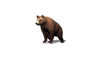 brown bear iclone 5 charector