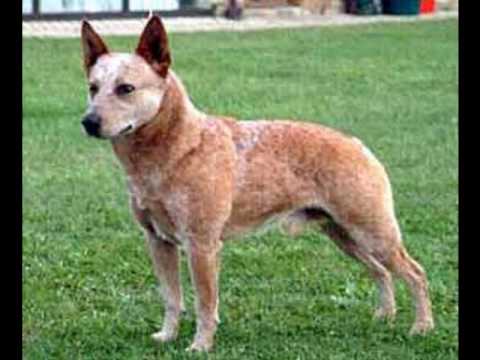 anatolian shepherd australian cattle dog mix