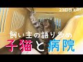 【保護猫】待ち時間のケージを観察～子猫を飼うときの病院選び～【生後36日】Kitten going to the animal hospital