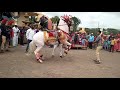 Satararoad heera horse dance latest  traditional wedding  amazing horse on band