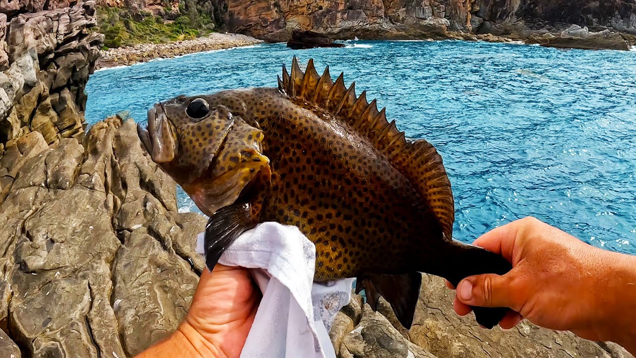 Green Cape Rock Fishing NSW Caught A Rock Cod Using Rocks Crabs For green-cape-rock-fishing-nsw-caught-a-rock-cod-using-rocks-crabs-for