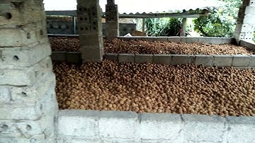 Vải  sấy  Bắc Giang