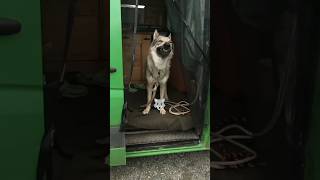 Vanlife And Czechoslovakian Wolfdog Ljandwolf