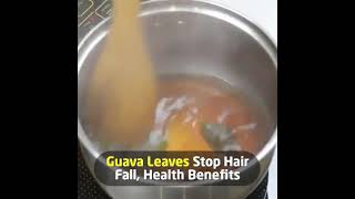 Guava leaves stop hairfall Health benefits