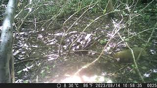 Misc. Behaviours from Early- to Mid-August | Japanese Badger Sett Diary #104 by sigma1920HD 14 views 12 days ago 3 minutes, 48 seconds