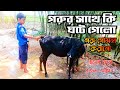 আশ্চর্যজনক ভাবে গরুর সাথে চমত্কার ভালোবাসা। Fantastic love with amazing cow. রুহুল-আমিন| ruhulamin