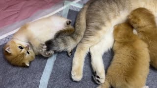 Funny kittens playing with each other and sucking mother cat's milk