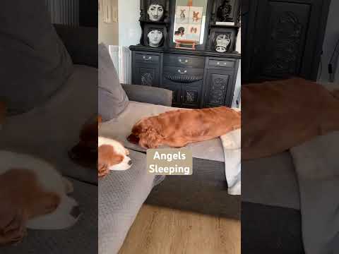 Dogs Sleeping Like Angels #Shorts #puppylove #sleepingdogs