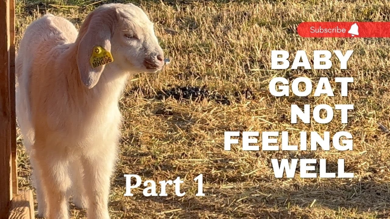 Part 1 Baby goat sick. How to recognize the signs. YouTube