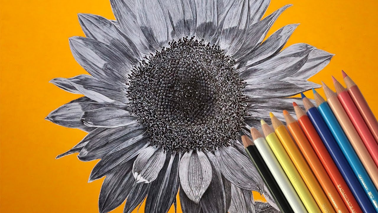 Hyperrealistic Sunflower Colour Pencil Drawing Timelapse I Relaxing Music