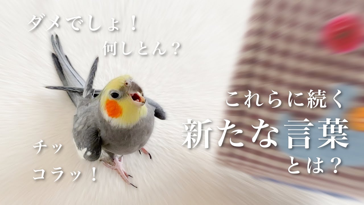 The bird spoke a new language. - YouTube