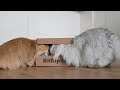 KITNIPBOX UNBOXING | SMOOTHIE GOES WILD