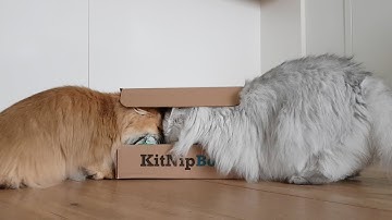 KITNIPBOX UNBOXING | SMOOTHIE GOES WILD
