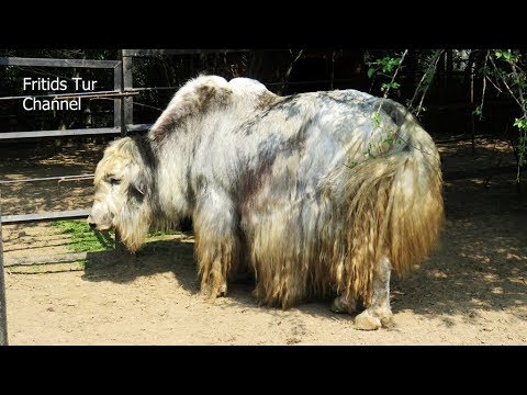 The Domestic Yak (Bos Grunniens)