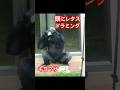 Drumming, Kiyomasa with lettuce on his head【東山動物園ゴリラ】 #gorilla #higashiyama