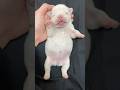 招き犬 #フレブル #フレブルパピー #frenchbulldog