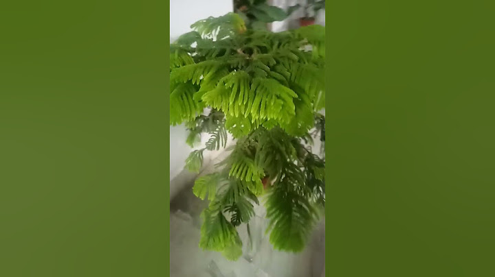 Live Tree #love #bollywood #artsy #automobile #cartoons #blockchain #facts #artgallery #funny