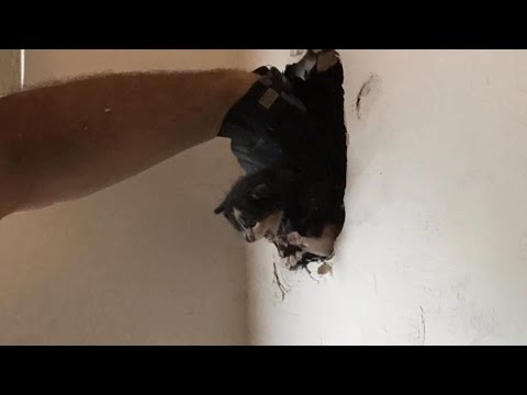 Firefighters Rescue Tiny