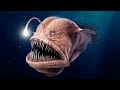 Rarely Eaten Deep Sea Animals Off The Coast Of India