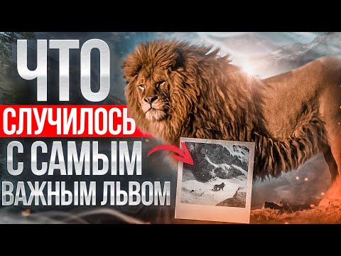 Видео: Изчезнал подвид - берберийски лъв