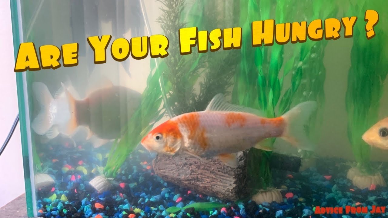 How Do You Know If Goldfish Are Hungry?