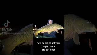 Bottom Feeder Baits, Carp Cocaine