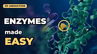 ENZYMES: What They Are and How They Work | Easy Animated Biochemistry