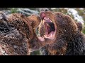 【世界最強】クマ科動物強さランキングTOP10‼