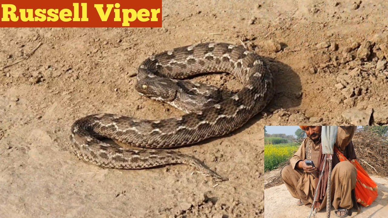 Russell Viper Snake Hunting In The Fields On The Complaint Of Farmers Russell Viper Snake Hunting In The Fields On The Complaint Of Farmers