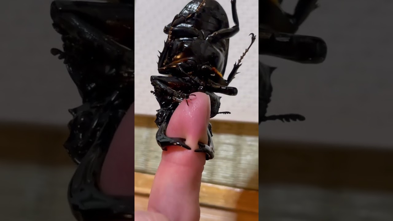 蟲神器】タランドゥス オオツヤクワガタ(SR)の詳細【昆虫カード図鑑】