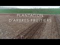Plantation d'arbres fruitiers