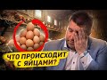 Что нам делать с нашими яйцами? / Дмитрий Потапенко