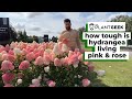 How tough is hydrangea living pink  rose 