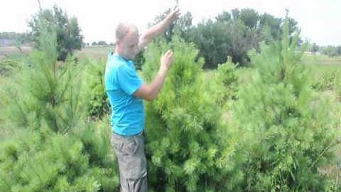 Trimming White Pine Trees To a Single Leader