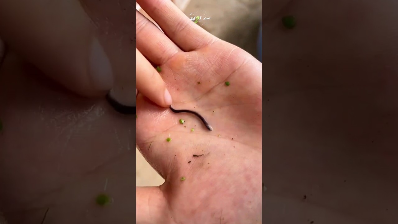 Before And After Animal Transformation