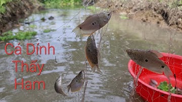 Lên vườn giăng lưới cá sặc. Toàn cá bự bự dính bầy bầy thấy mê luôn | Săn bắt SÓC TRĂNG |