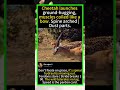 Cheetah's Ground-Hugging Sprint 🐆💨 #Cheetah #Wildlife