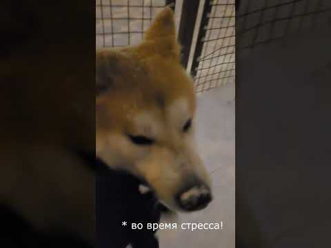 Если собака в стрессе - НЕ ведите себя так! #собаки #зоопсихолог #воспитаниесобак